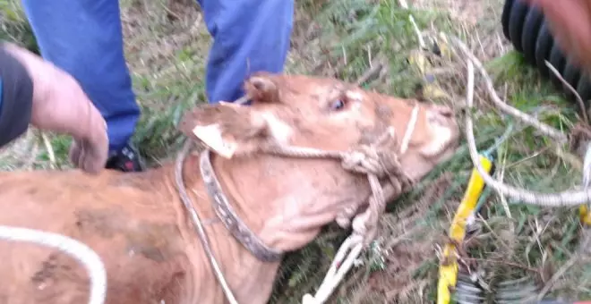 Rescatada una novilla de un año que cayó en una torca de 20 metros en Los Tojos