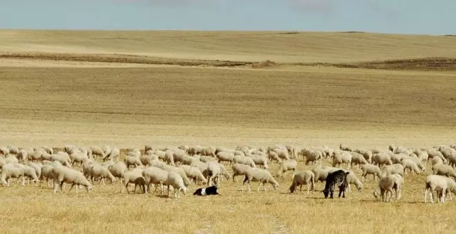 La lana, de Extremadura a Flandes