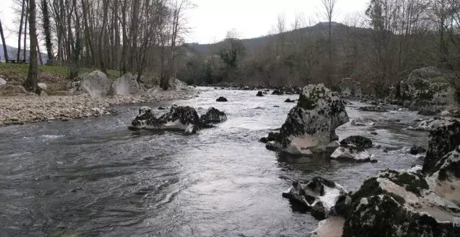 Capturado el 'campanu' de Cantabria más tardío de los últimos años en el río Pas