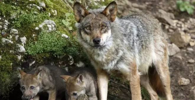 Denuncian al Ministerio ante el Defensor del Pueblo por "entorpecer" las extracciones de lobos en Cantabria