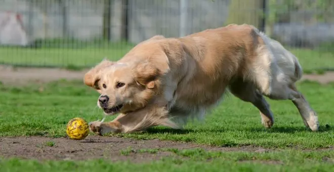 El primer Concurso Nacional Canino llegará al municipio el 11 de junio