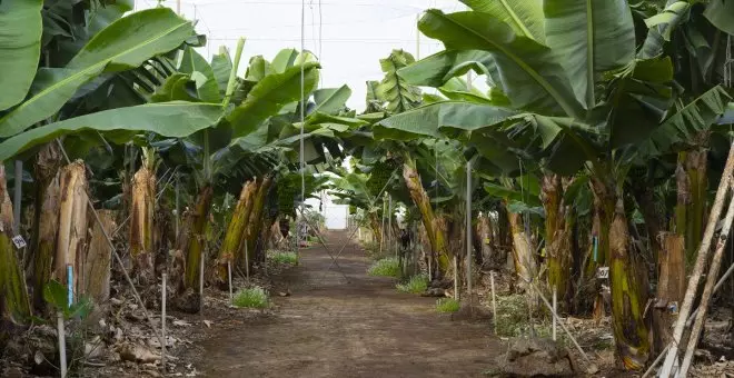 Las plataneras ecológicas de El Hierro que emplean a parados de larga duración