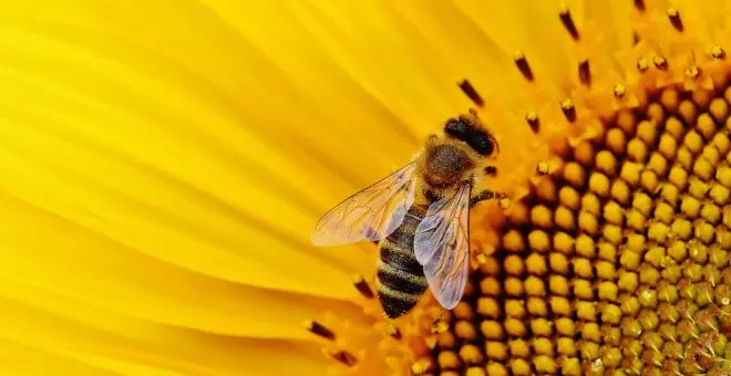 El 40% de los insectos está al borde de la extinción: se buscan miles de trabajadores para salvarlos