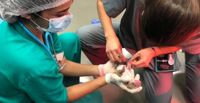 El veterinario clínico, un trabajador precario que resiste frente a los abusos de los clientes