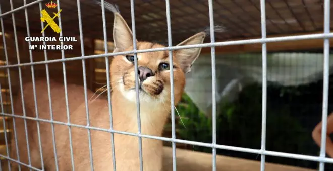 Intervenidos en Santiurde de Toranzo dos linces protegidos vendidos de forma ilegal