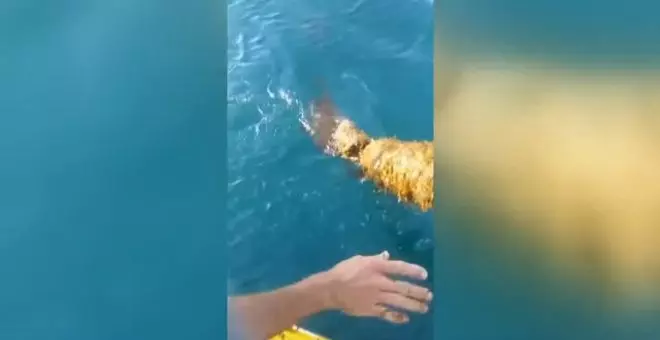 Las costas gaditanas sufren una tremenda invasión de algas asiáticas que impiden faenar a los pescadores