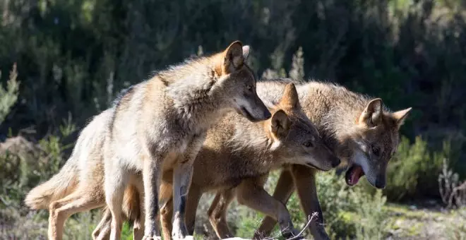 El PP continuará la lucha del PRC para sacar al lobo del Lespre