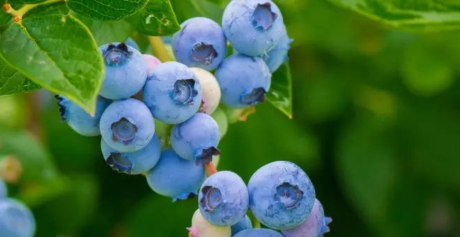 L'arándanu: l'oru púrpura que quier cambiar l'agricultura asturiana