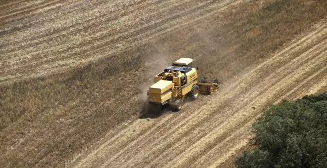 La collita de cereal cau en picat a Catalunya: baixarà un 70% per la sequera