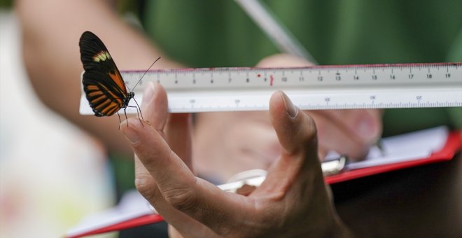 Ciudades sin mariposas por la sequía y el calor