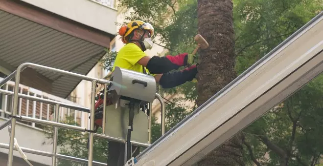 L'estrès hídric és la hipòtesi principal de la caiguda de la palmera que va matar una noia a Barcelona