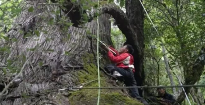 Científicos chinos aseguran haber hallado el árbol más alto de Asia en la región del Tíbet