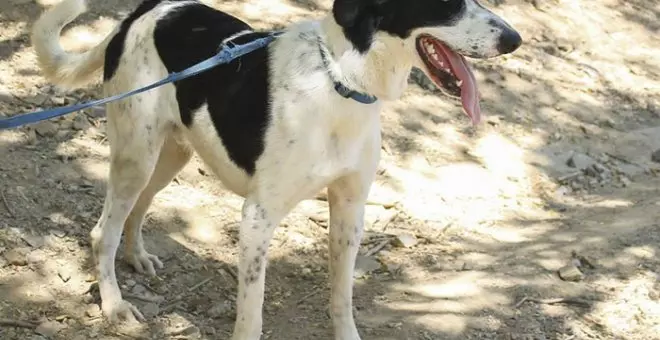 Baixen els abandonaments i les adopcions d'animals a Barcelona durant el primer semestre