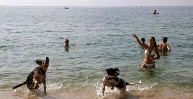 Maresme 'pet friendly': l'aposta de la comarca per atraure visitants