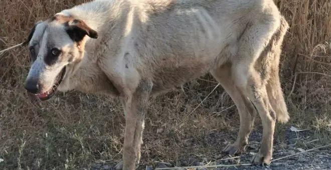 Perros angustiados por la sed en el entorno de Doñana