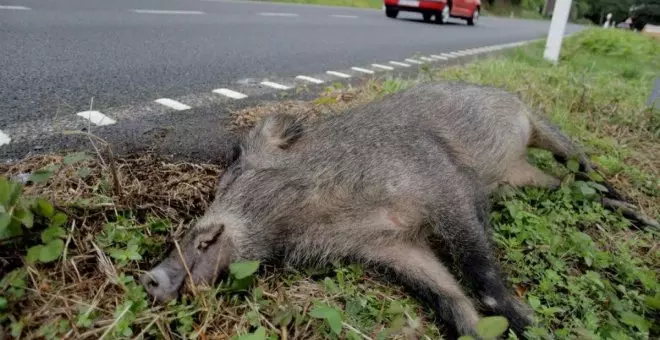 Más de 35.000 accidentes de tráfico con animales implicados