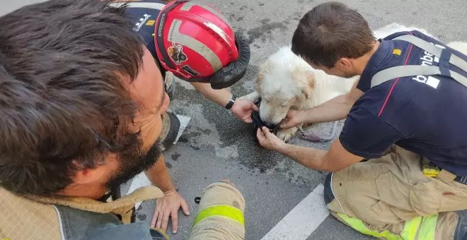 Denunciado por dejar a su perro encerrado tres días en un balcón, al sol, sin agua ni comida