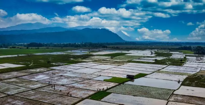 El vegetalismo, una nueva tendencia alimentaria