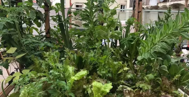 Urban Planting Project: Azoteas comestibles como refugios climáticos