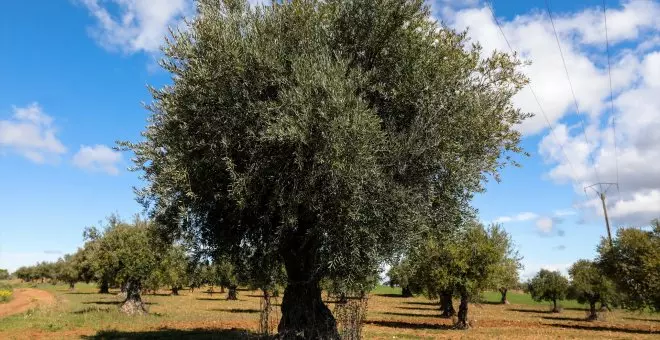 El aceite de oliva cuesta el doble que hace dos años y ya ronda los 10 euros