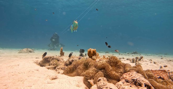 Pez trompeta: el primer animal que se esconde detrás de otros para cazar