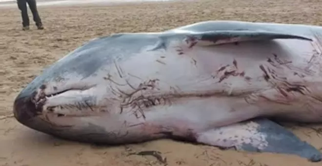 Aparece el cadáver de un cachalote pigmeo, "una especie extremadamente rara de ver", en la playa del Regatón