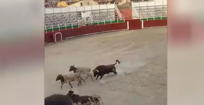 Sadismo y barbarie en las fiestas de Barbastro en un cruel acto taurino con niños de espectadores