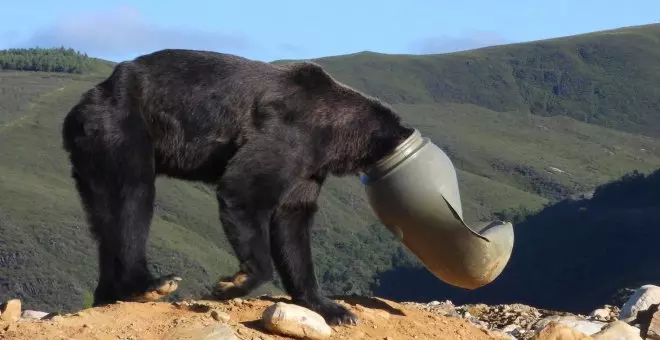 Un oso en salazón