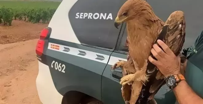 La Guardia Civil de Albacete recupera un ejemplar de águila imperial y otro de águila perdicera con las alas heridas