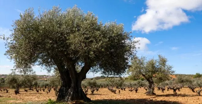 Facua alerta sobre la diferencia del precio del aceite de oliva en supermercados frente al de origen