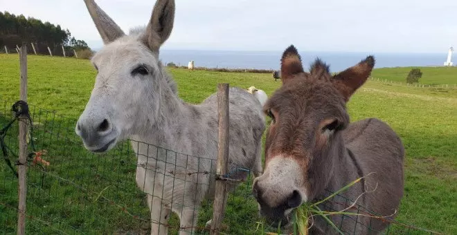 El Gobierno informa negativamente del centro de interpretación del burro en Tagle