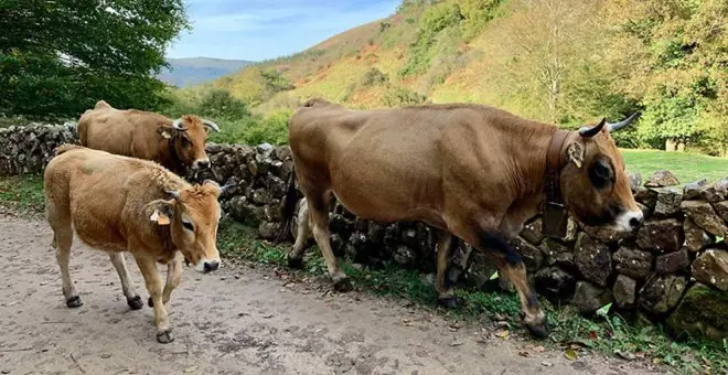 Los ganaderos afectados por la muerte de animales por la enfermedad hemorrágica serán indemnizados