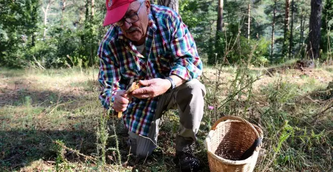 On buscar bolets a Catalunya? Aquests són els millors boscos on trobar-ne