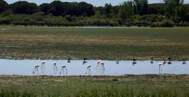 La rectificación de Moreno en Doñana, una victoria de la ciencia y la movilización social