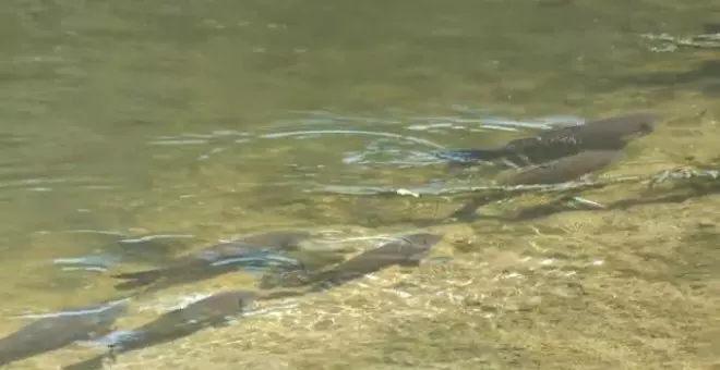 La sequía obliga al ayuntamiento de Girona a trasladar a los peces del río Oñar a otro con más agua