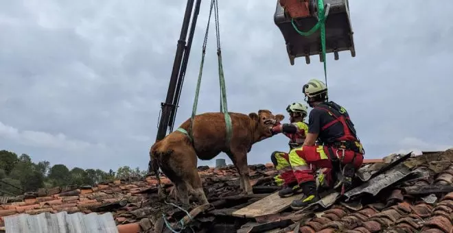 Rescatadas dos vacas de un tejado en Aloños