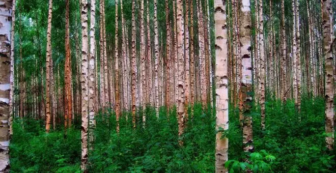 Libros que cuidan bosques: hay otras maneras de editar