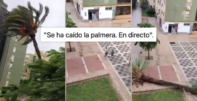 "Se ha caído la palmera, señores": una sevillana hace historia con la mejor retransmisión del año