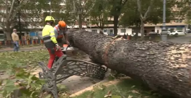 La borrasca Bernard tira 200 árboles en Córdoba