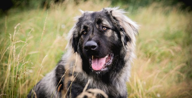 Cuáles son las razas de perro más grandes