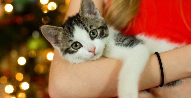 ¿Por qué mi gato me muerde el pelo?