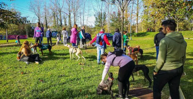 Una familia para ellos: Perros y gatos buscan un hogar en la Feria de Adopción Responsable