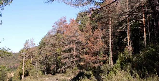 La sequera dispara la mortaldat dels arbres de la Catalunya Central i augmenta el risc d'incendi