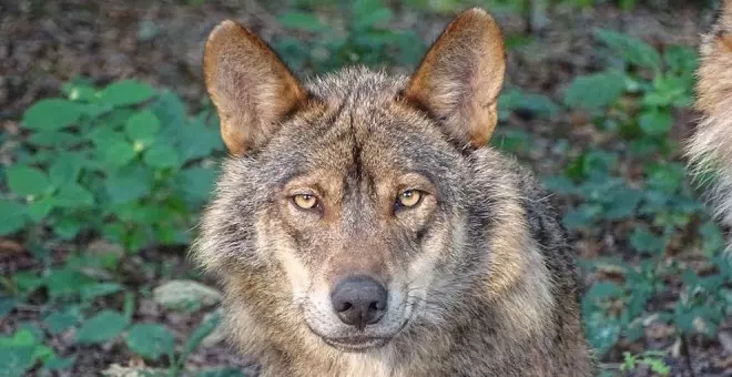 El Ministerio actualizará el censo del lobo con los datos de las comunidades para ajustar su protección