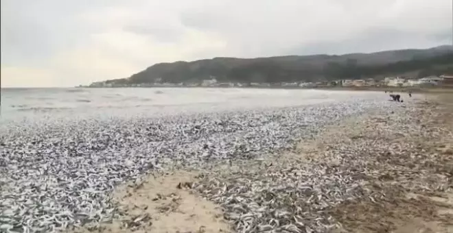 Miles de peces aparecen muertos en Japón en una playa de la isla de Hokkaido