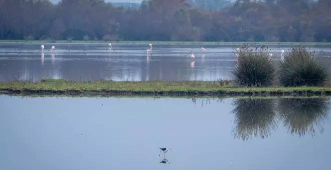 El organismo ambiental más grande del mundo excluye de su lista verde a Doñana por la mala gestión de la Junta