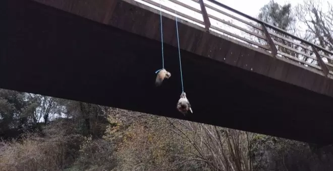 Una cabeza de lobo en la Senda del Oso