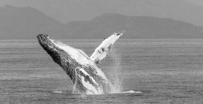 La leyenda de la ballena jorobada