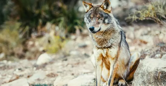 Cantabria exige al Gobierno que se sume a la postura de la UE de modificar la "estricta" protección al lobo