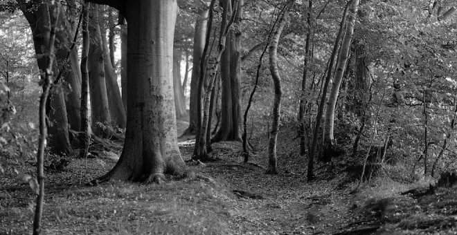 Réquiem en el bosque